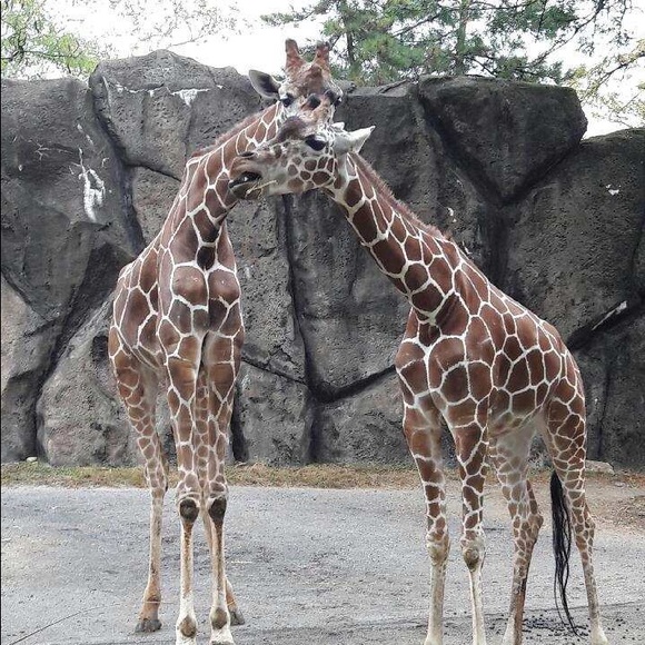 Meet your Posher, Audrie - Picture 1 of 1